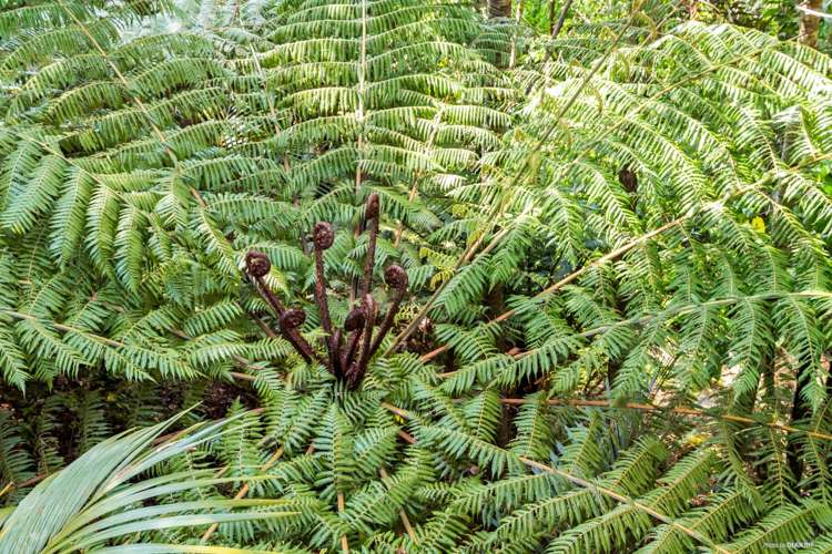 7 Wood Bay Road Titirangi_15