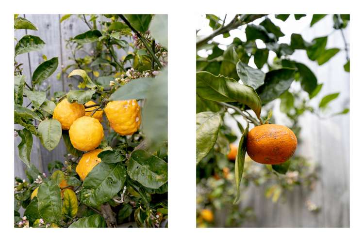 3 Ibis Way Welcome Bay_14