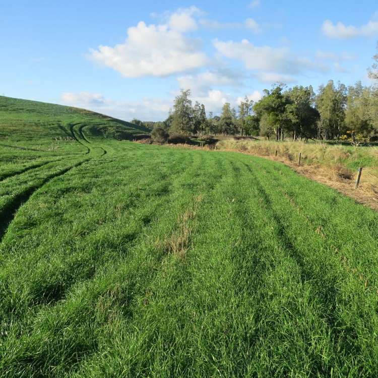 Waitomo Caves Road Waitomo_16