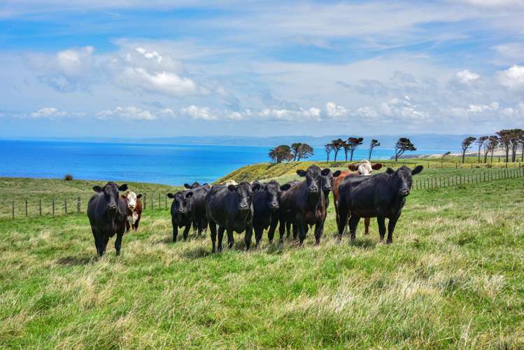 2346 Mahia East Coast Road Mahia_1