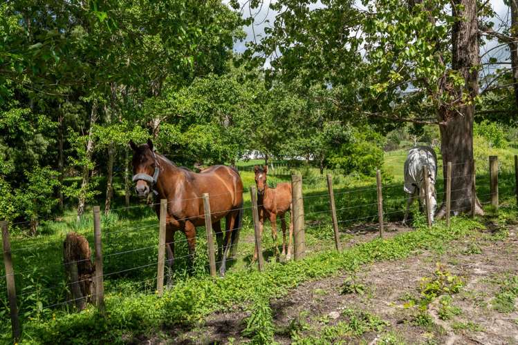 435 Pine Valley Road Dairy Flat_55