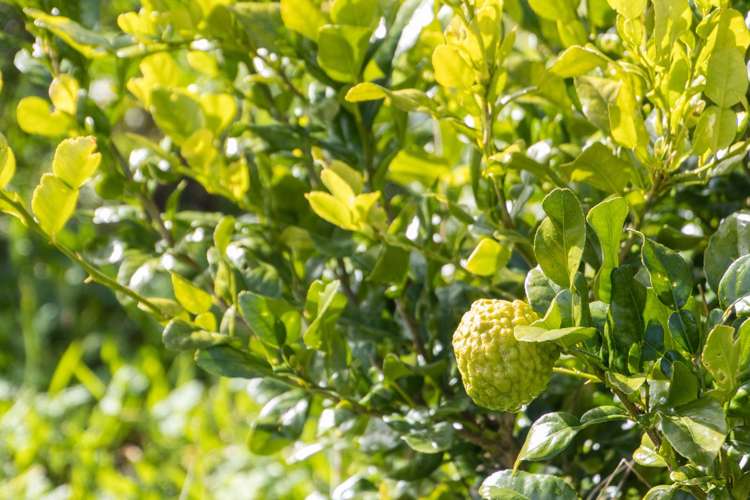 117 Te Henga Road Waitakere_20