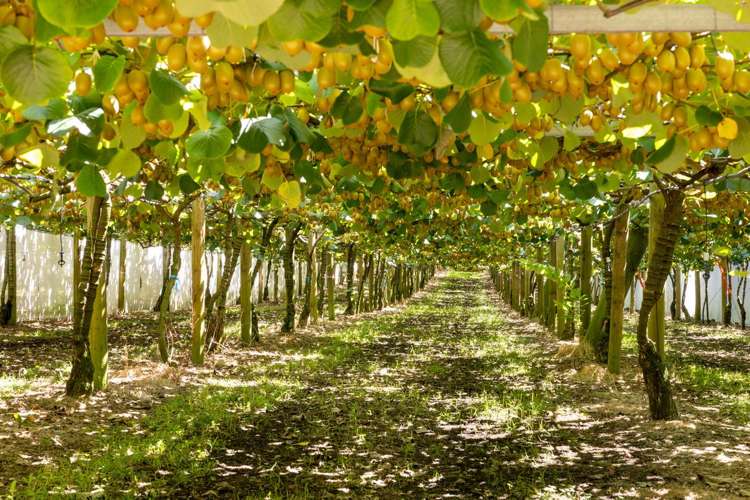 140C Wharawhara Road Tahawai_2