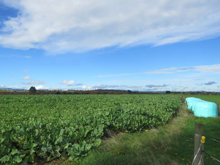 887 Wyndham Road Gore Surrounds_13