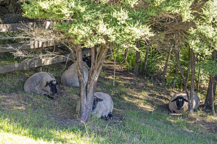 57 Coulter Road Swanson_21