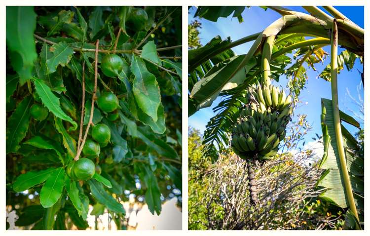 3 Donelle Place Te Puke_15