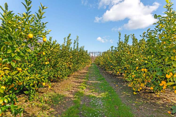 64 Cemetery Road Patutahi_13