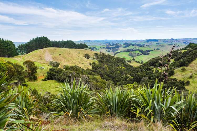 308 Kauri Road Onewhero_19