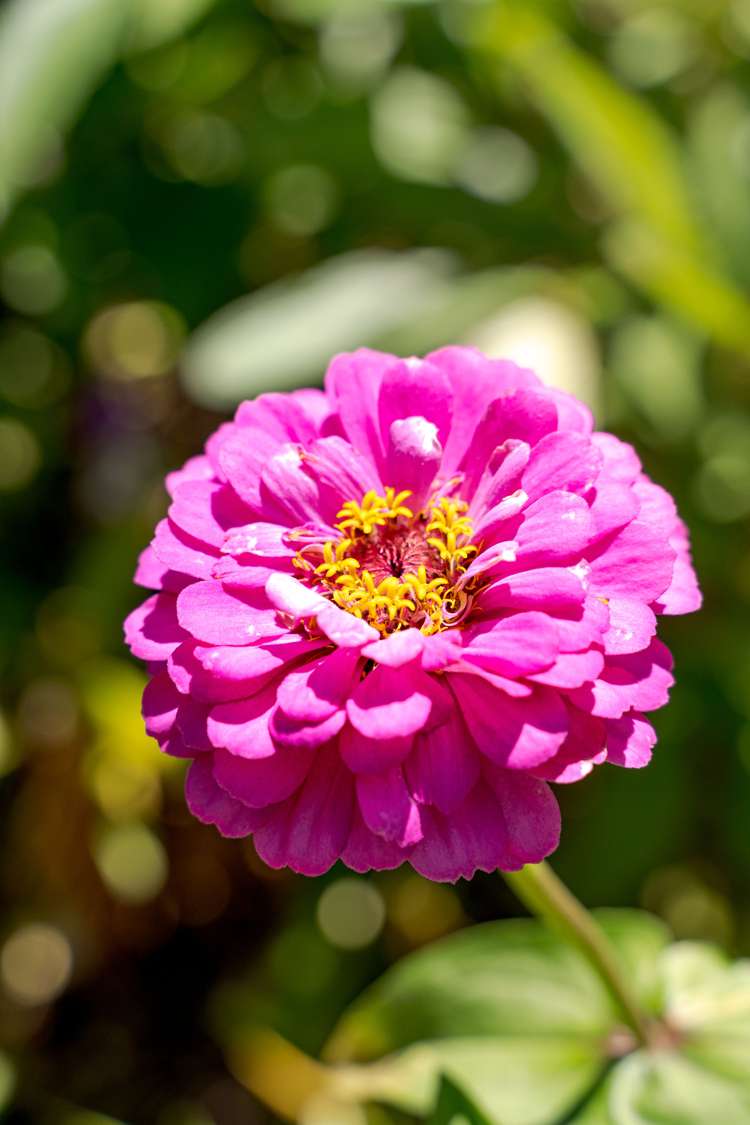 2 Edward Street Prebbleton_19