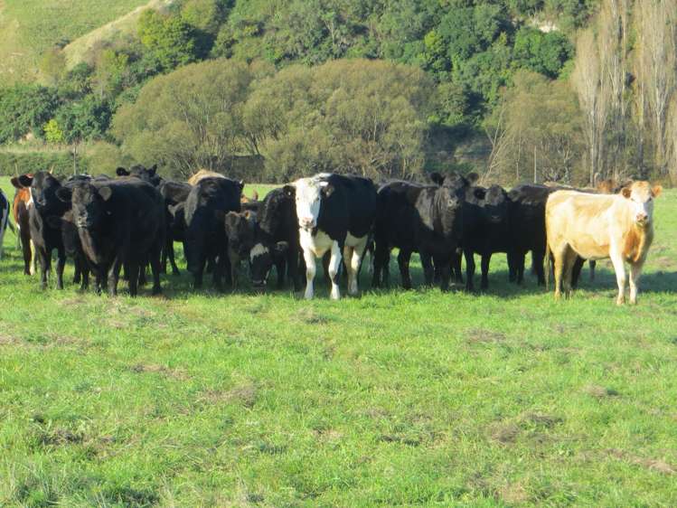 3245 State Highway 2 Takapau_8