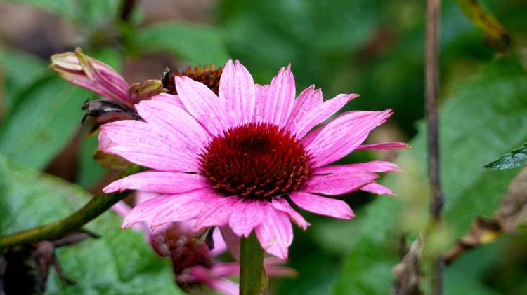 53 Kitewaho Road Swanson_118