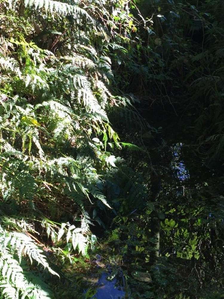 937 Whakamarama Road Whakamarama_11