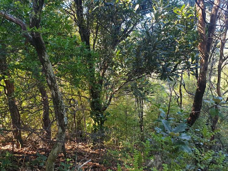 21 Kayes Crescent - Little Bay Coromandel Waikawau_14