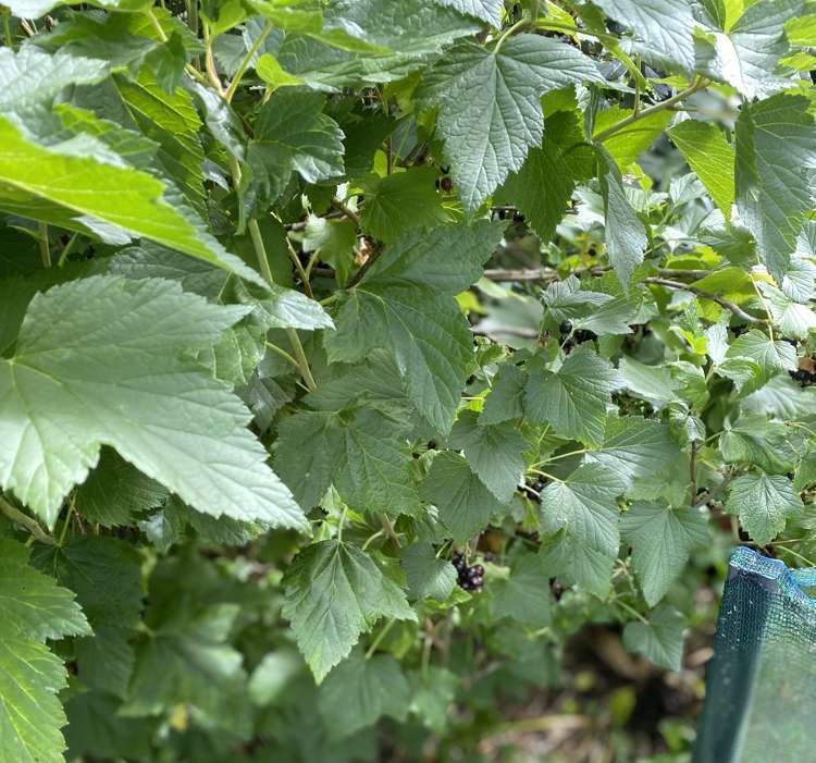 96 Middle Road Allenton_10