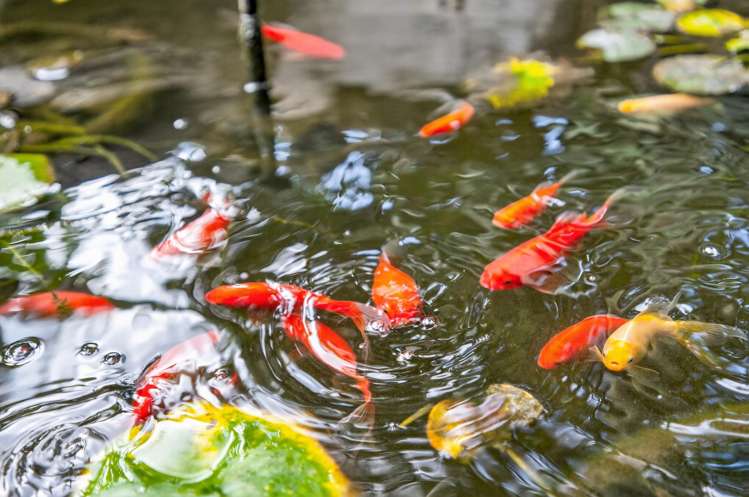 108 Moir Point Road Mangawhai Heads_26