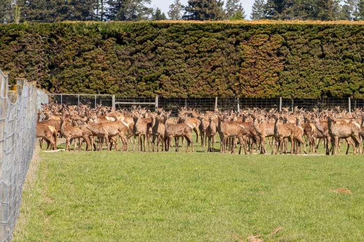 Kowai Road Springfield_14