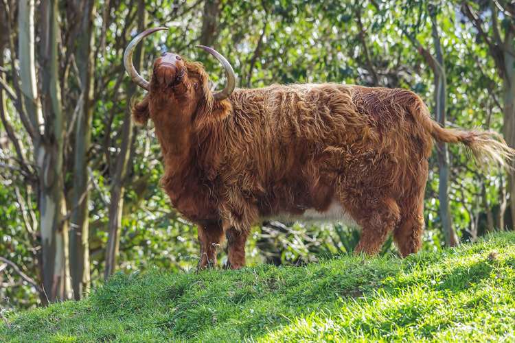 12 Gladys Scott Place Tawa_44