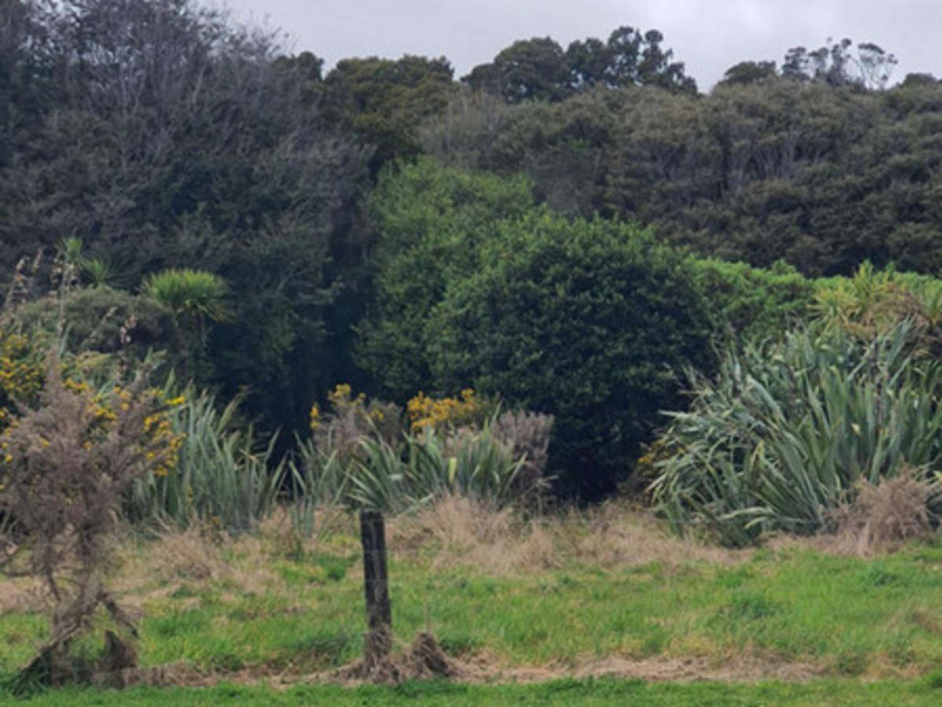 1929 Hannah's Clearing Haast_0