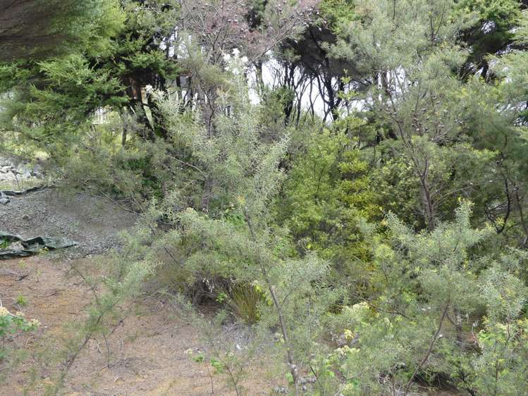 13 Harpoon Hill Great Barrier Island (Aotea Island)_2