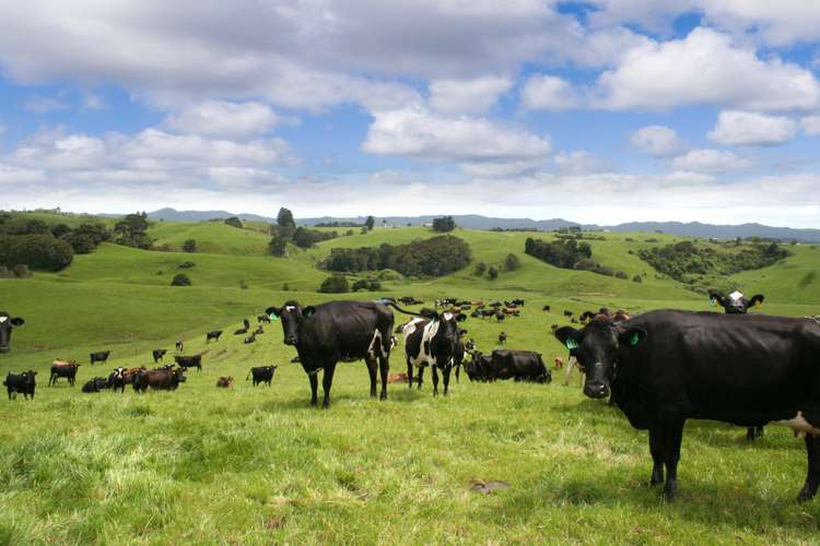 590e Koheroa Road Mangatawhiri_24