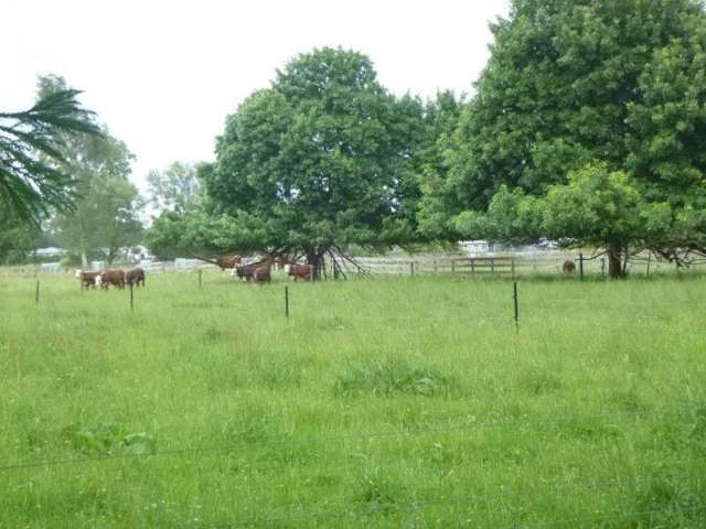 554 Tauwhare Road Matangi_1