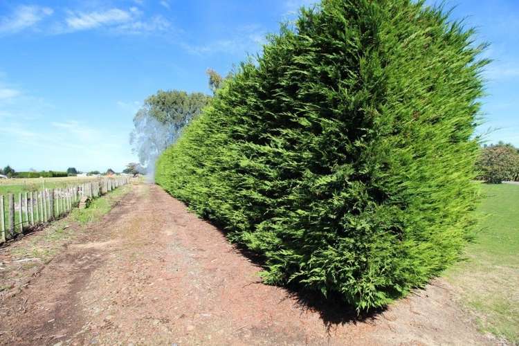 112 Calico Line Marton_80