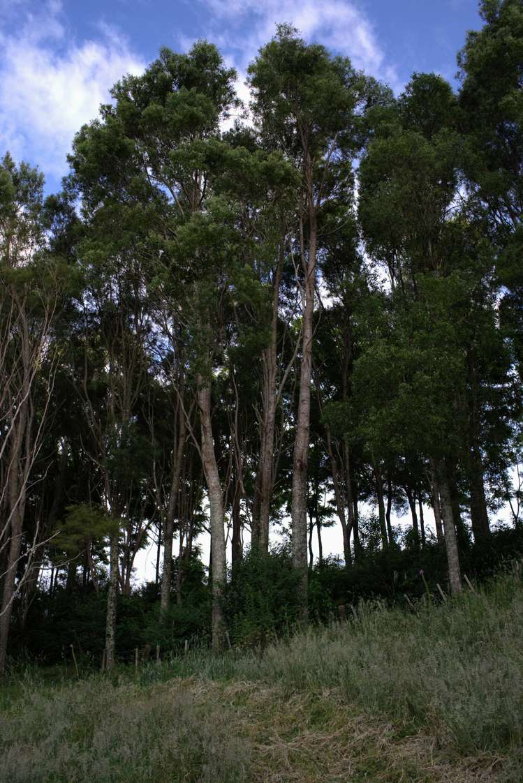 195 Kapowai Road Whenuakite_14