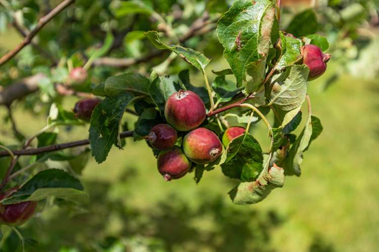 58 Loach Road Hawea Flat_37