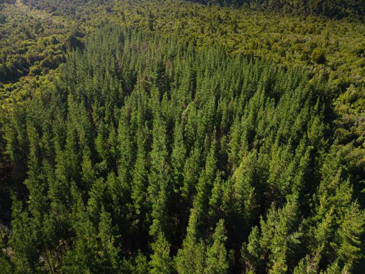 Bell Hill Road Inchbonnie_10