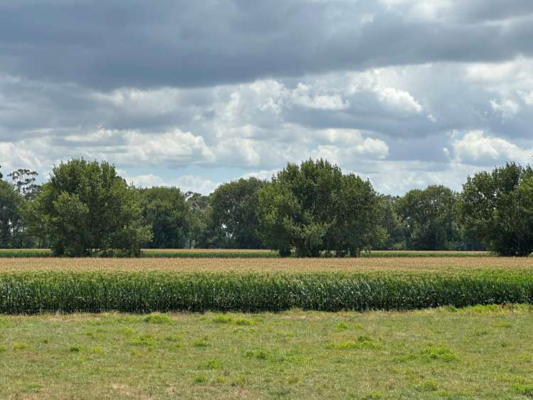 51a Waverley Road Gordonton_19