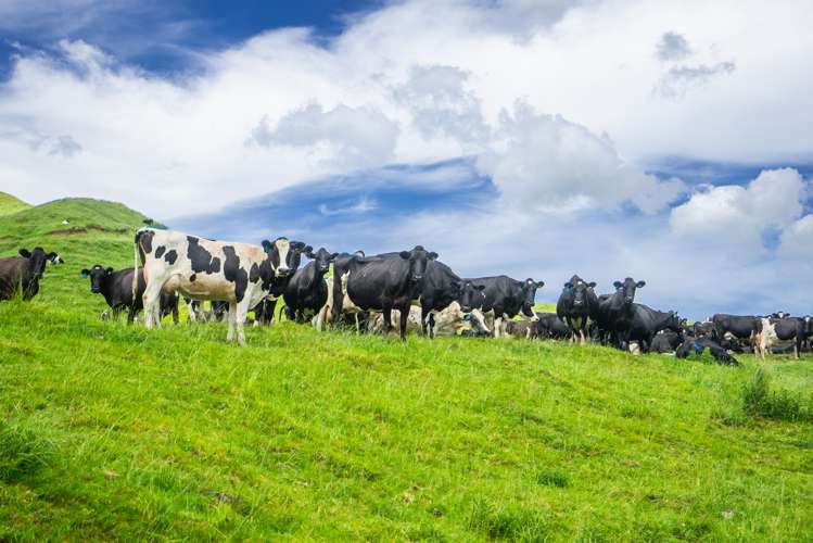 313 Te Wera Road Matawai_4