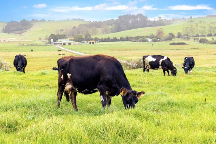 103 and 121 Radcliffe Road Tomarata Rodney Rural Property For