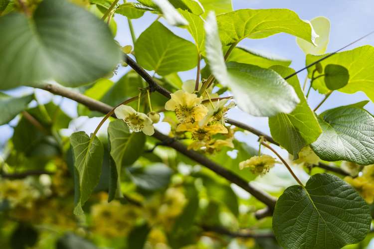 1399A No 3 Road Te Puke Western Bay Of Plenty Rural Property For