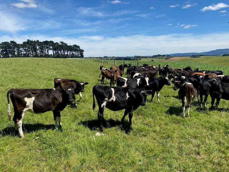 55 McGill Road Waimumu_22