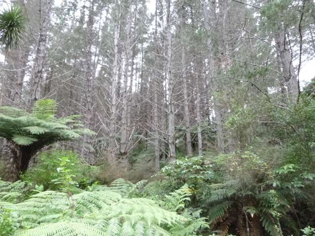 37 Makene Road Mangamuka_2