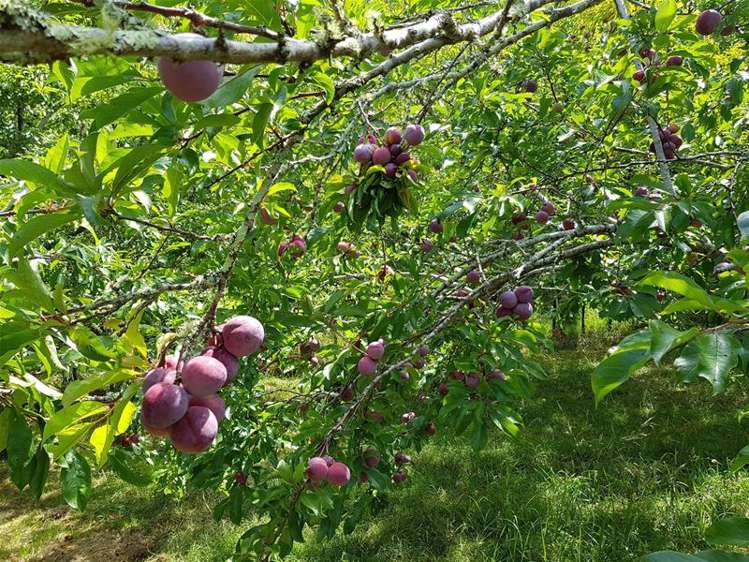 278 State Highway 12 Omapere_5