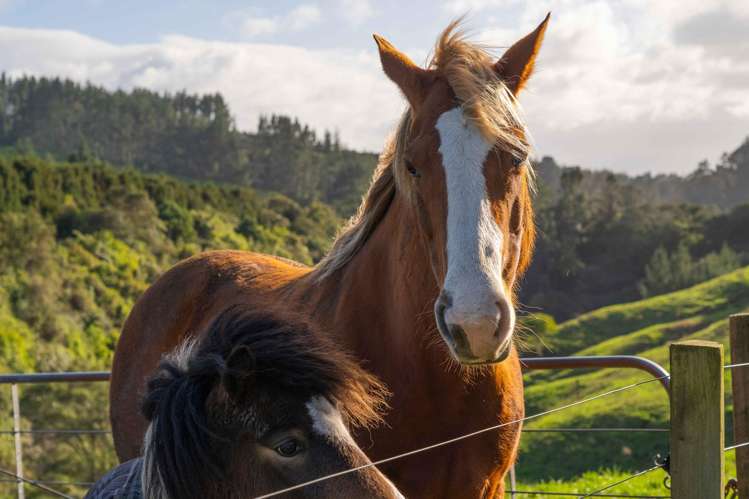 666 Maungarangi Road Paengaroa_16