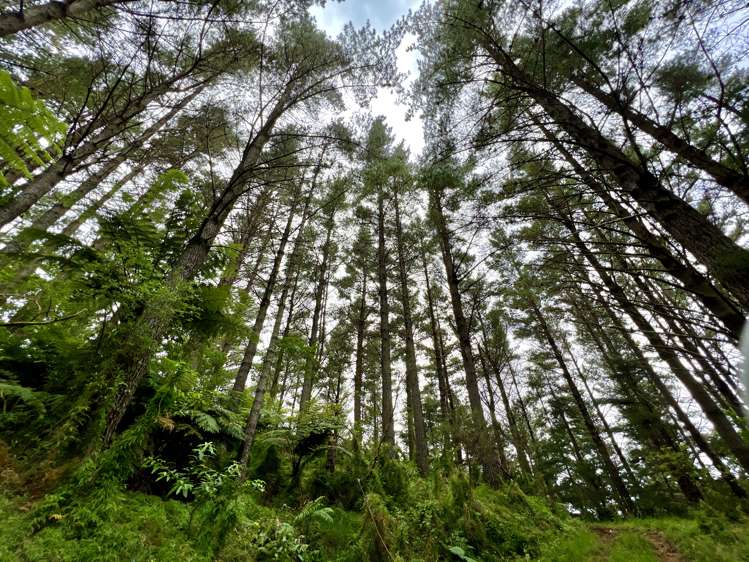 Waitete Road Waihi_13