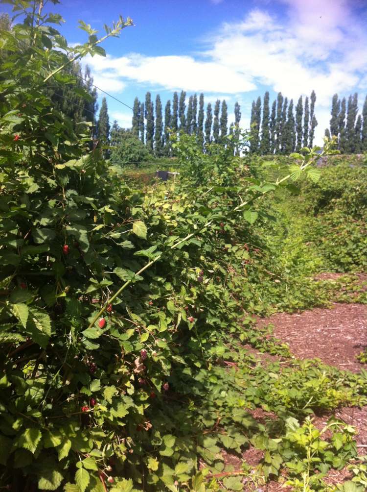 781 Outram-Mosgiel Road Mosgiel_20