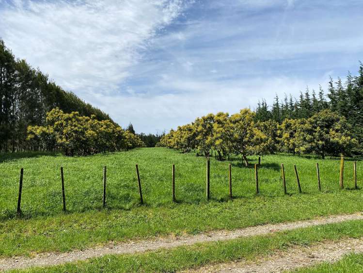 353 Lockington Road Aongatete_24