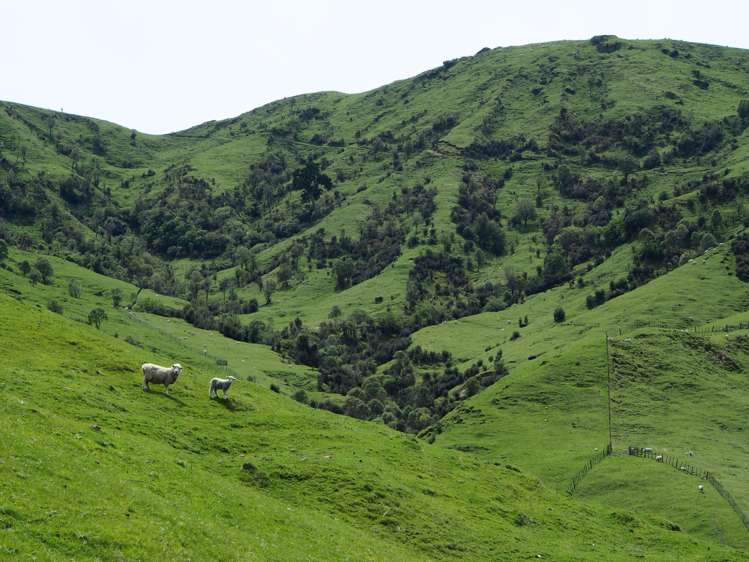 4382 Puketitiri Road Puketitiri_15