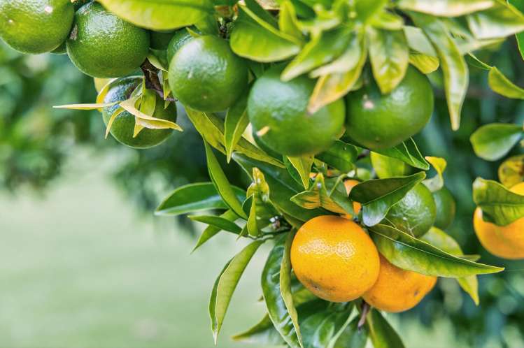 282 Glenmohr Road Waipu_25