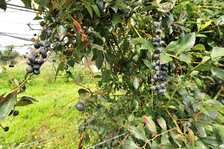 46 Old House Road Upper Moutere_21