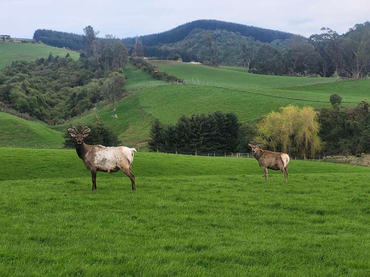 63 Sandford Road Catlins Surrounds_12