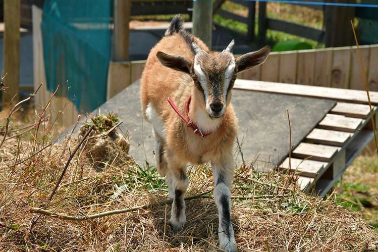 173 Bayer Road Puhoi_17