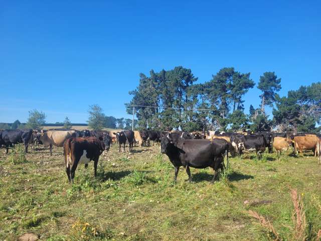 630 Clydevale Road Clinton and Surrounds_2