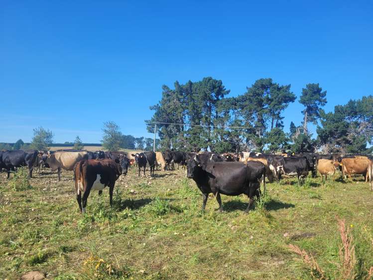 630 Clydevale Road Clinton and Surrounds_2