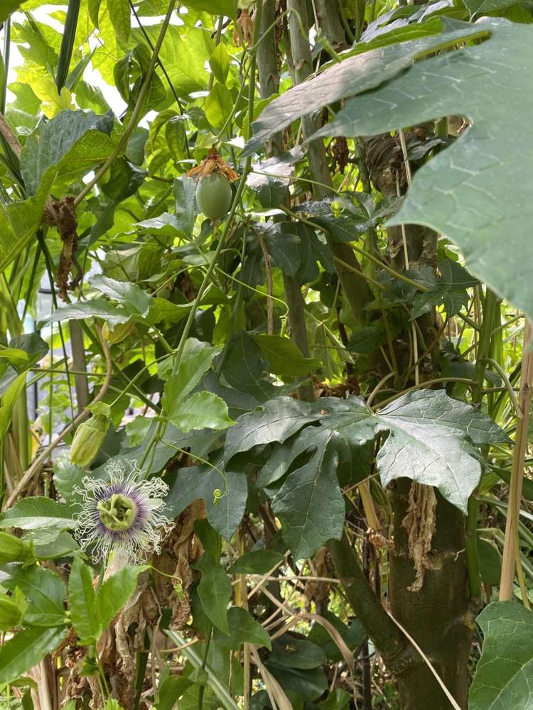 35 Sydney Street Invercargill_8