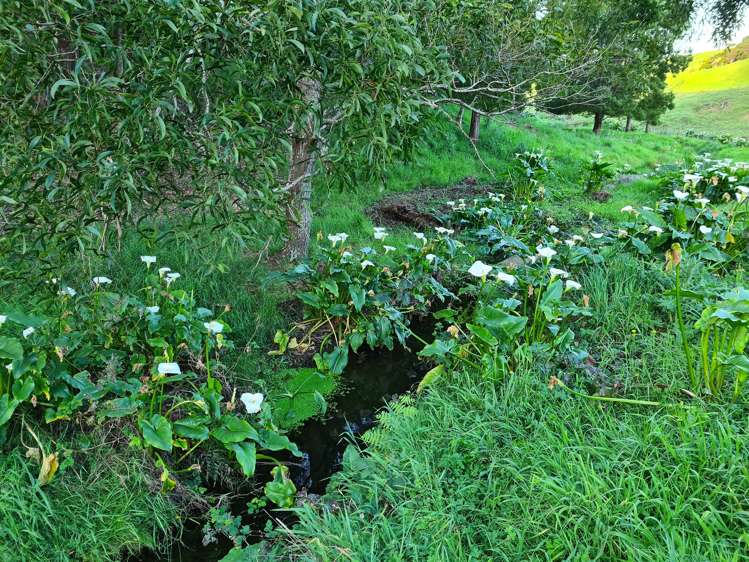 54 Hall Road Tinopai_10