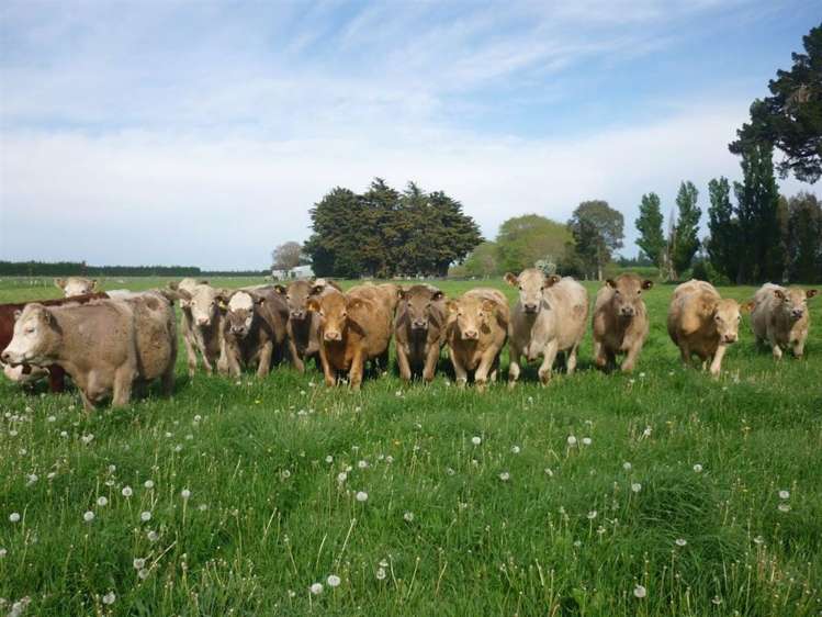 213 Mandeville Road Swannanoa_9